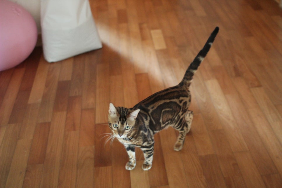 소유뱅갈캐터리 새로운 종묘가 될 남아 입니다~ 관련 이미지 3