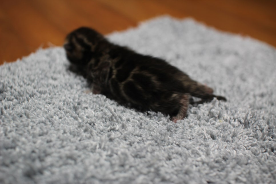 어메이징한 브라운 뱅갈고양이 남아가 태어났어요~ 관련 이미지 12