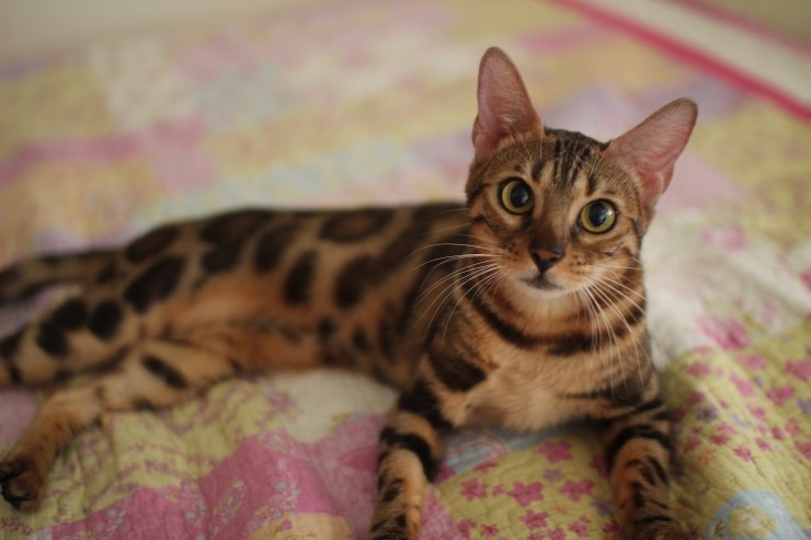 껌딱지 뱅갈고양이~~ 관련 이미지 2