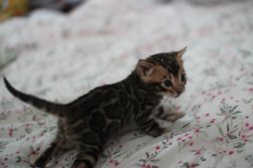 벌써부터 개냥이 뱅갈고양이 남아예요~ 관련 이미지 1