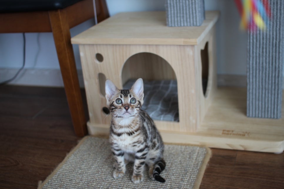 낯가림 없고 성격 최고인 뱅갈고양이 여아 분양해요~ 관련 이미지 4