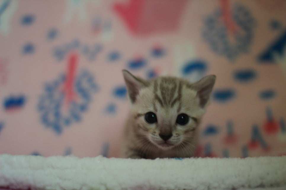 스노우뱅갈고양이 분양은 소유가 최고지! 관련 이미지 9