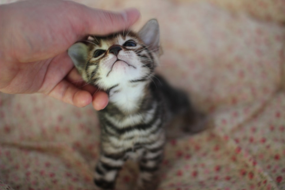 어메이징 브라운 뱅갈고양이 남아2~ 관련 이미지 5