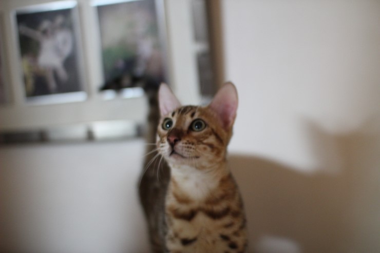 강아지 같은 성격에 뱅갈고양이 분양해요 관련 이미지 14