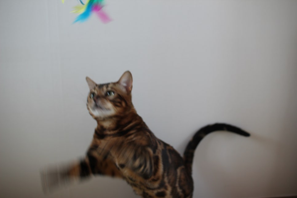 스파블 뱅갈고양이 블랙홀 새집에서 한컷 관련 이미지 7