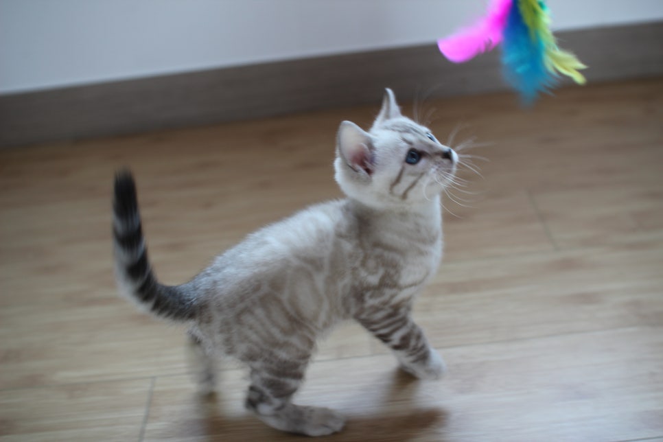 스노우뱅갈고양이 꼬맹이 신났네 신났어 관련 이미지 3