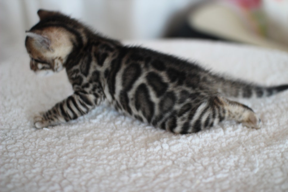 어메이징 브라운 뱅갈고양이 남아3~ 관련 이미지 4