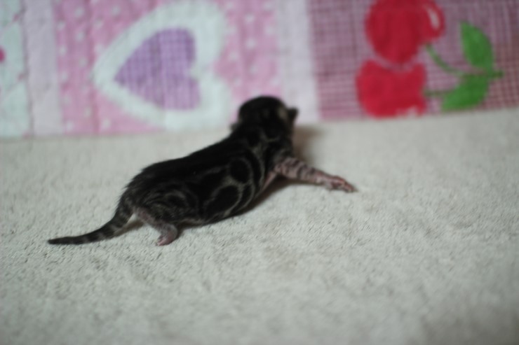 다크실버뱅갈고양이 꼬물이 여아~ 관련 이미지 3