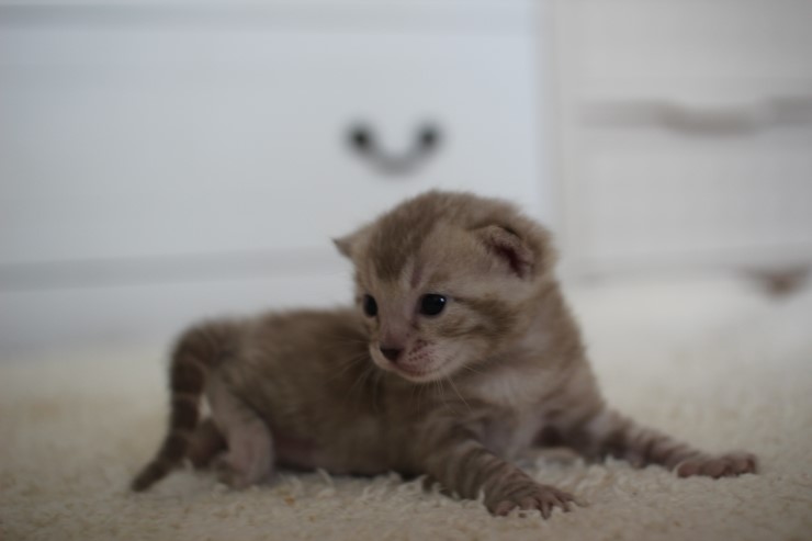 실밍크뱅갈고양이 곰돌이 남아예요 관련 이미지 7