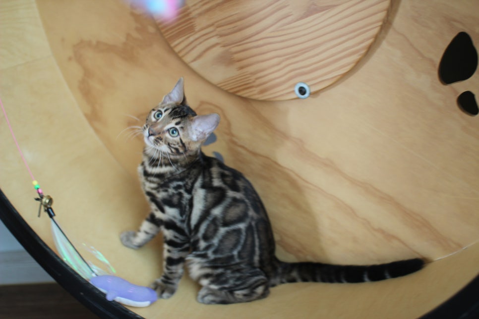 개냥이 건강냥이 뱅갈고양이 남아1 분양해요~ 관련 이미지 10