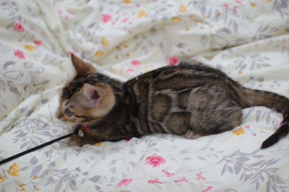 포동포동 개냥이 뱅갈고양이 분양해요~ 관련 이미지 3