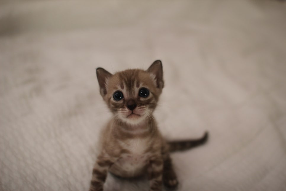 밍크차콜 뱅갈고양이 남아에요~ 관련 이미지 3