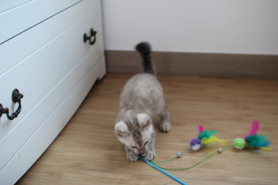 스노우뱅갈고양이 꼬맹이 신났네 신났어 관련 이미지 17