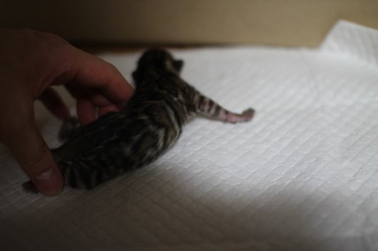 뱅갈고양이 꼬물이 태어났습니다~ 관련 이미지 4