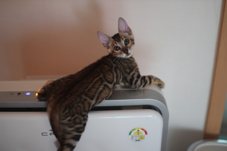 언제봐도 이쁜 스노우,브라운 뱅갈고양이 꼬맹이들! 관련 이미지 8