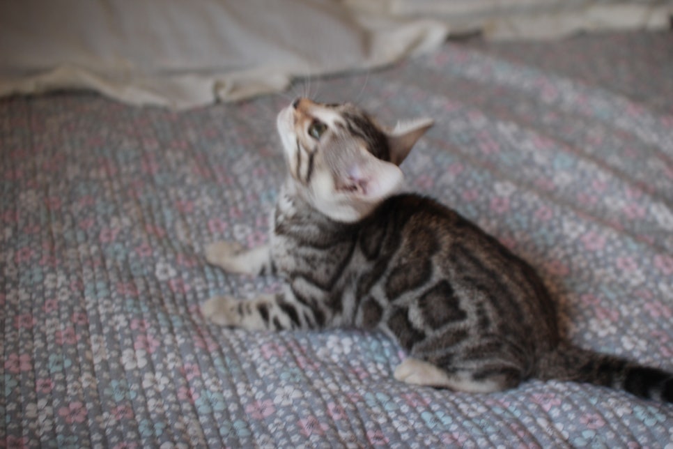 브라운,실버뱅갈고양이 여아 두아이 분양해요~ 관련 이미지 8