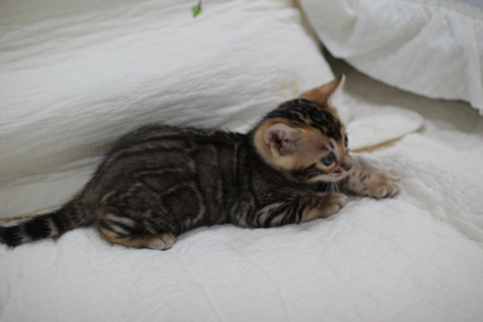 점점 개냥이가 되가는 브라운 뱅갈고양이 여아예요~ 관련 이미지 5