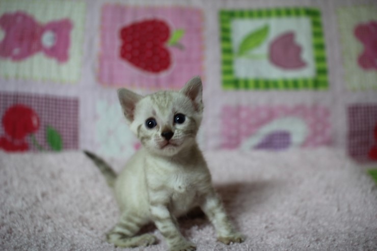 스노우뱅갈고양이 꼬맹이 여아 관련 이미지 2