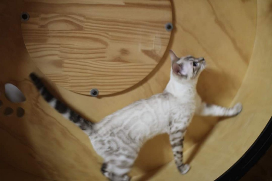 추억에 스노우뱅갈고양이 캣휠 선수들~ 관련 이미지 2