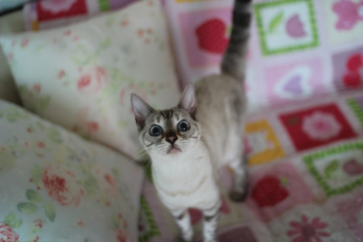 스노우뱅갈고양이 블루예요~ 관련 이미지 1