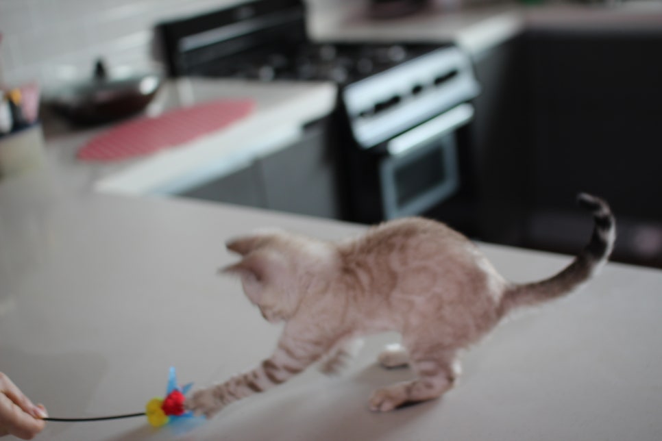 진정한 개냥이 스노우뱅갈고양이 남아 분양해요~ 관련 이미지 10