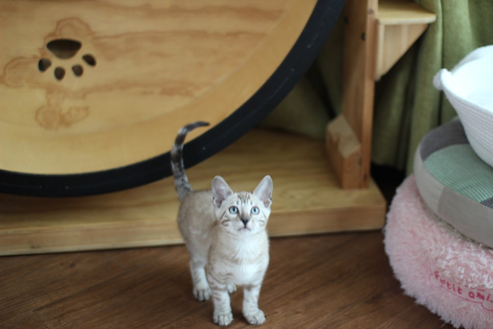 스노우뱅갈고양이 남아 분양해요~(그냥 강아지 같아요) 관련 이미지 5
