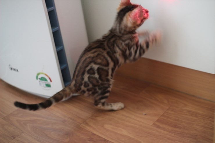 이쁘게 성장중인 뱅갈고양이 여아 중국이~ 관련 이미지 2