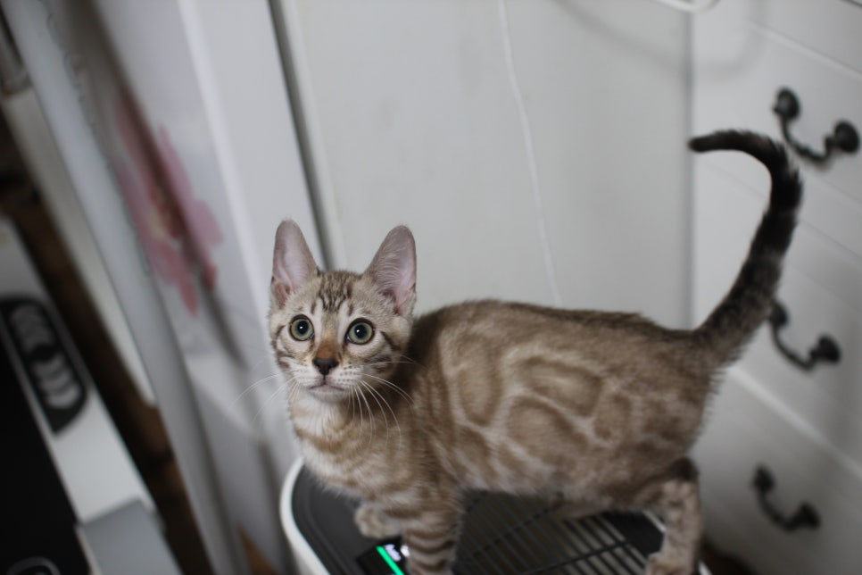 스노우뱅갈고양이 삼총사~ 관련 이미지 14