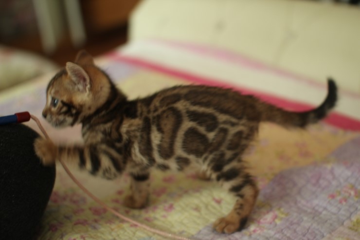 빅로젯 뱅갈고양이 남아2도 많이 컸어요~ 관련 이미지 11