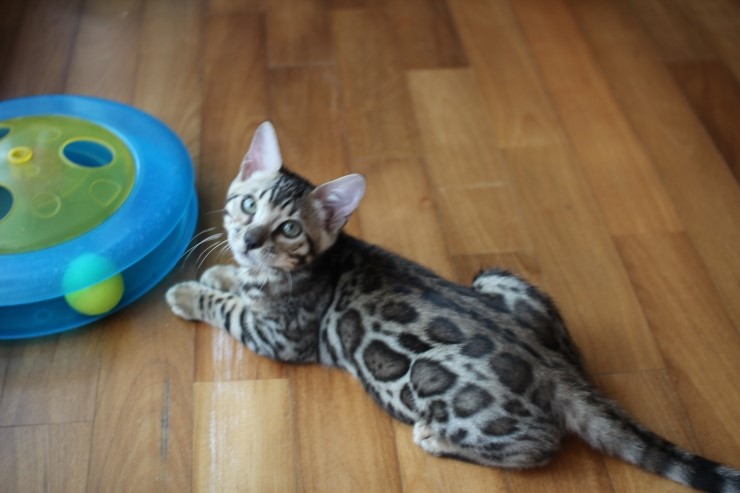 뱅갈고양이 남아 동글이와 곰돌이예요~ 관련 이미지 2