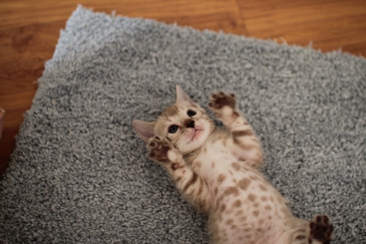 뱅갈고양이 분양 완전히 빠졌네 빠졌어~ 관련 이미지 4