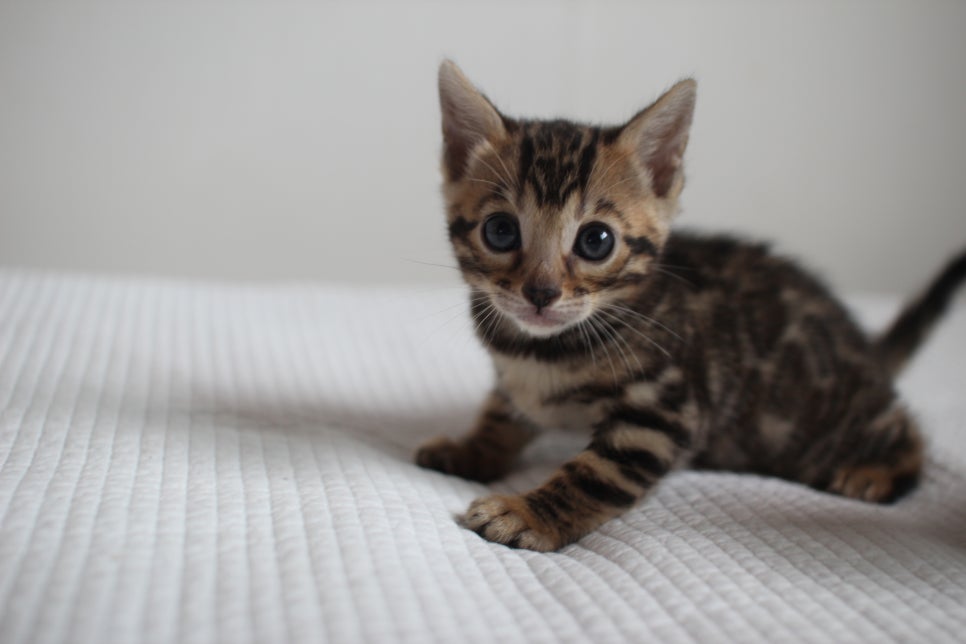 브라운과 실밍크 뱅갈고양이 여아 꼬맹이들 입니다~ 관련 이미지 1