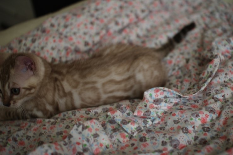 실밍크 뱅갈고양이 곰돌이예요~ 관련 이미지 1