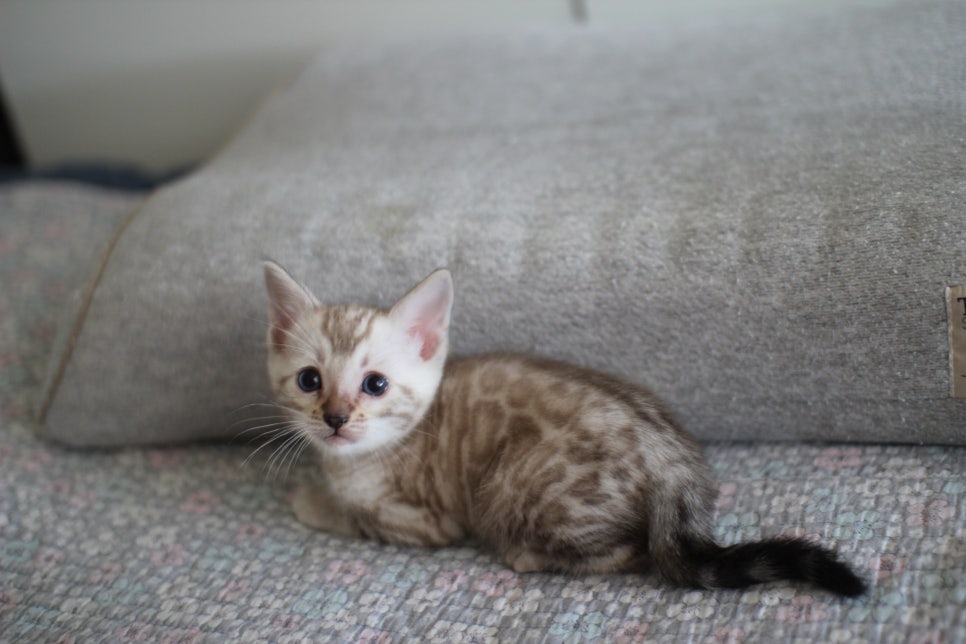 스노우뱅갈고양이 남아 분양해요~ 관련 이미지 5