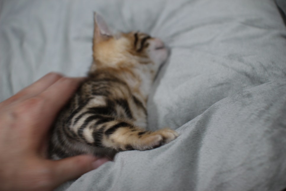 애교냥이 순둥이 분양해요~ 관련 이미지 9