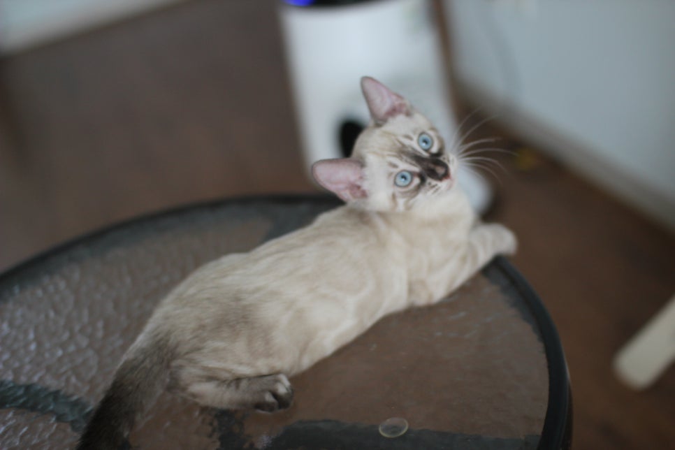 완전 강아지 같은 링스차콜 뱅갈고양이 남아 분양해여~ 관련 이미지 6