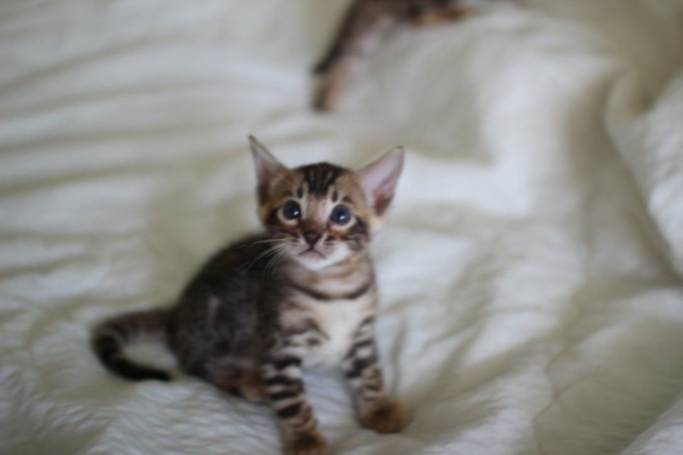 브라운 뱅갈고양이 남아2 분양합니다~ 관련 이미지 4