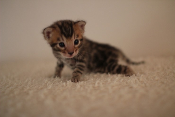 브라운 남아예요~ 관련 이미지 4