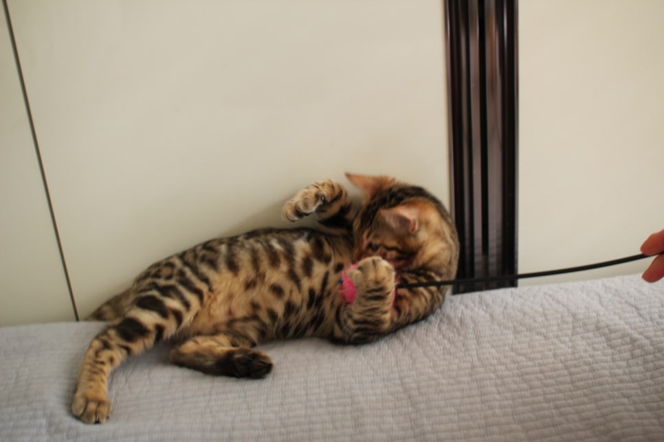 꾹꾹이 머신 뱅갈고양이 남아예요~ 관련 이미지 4