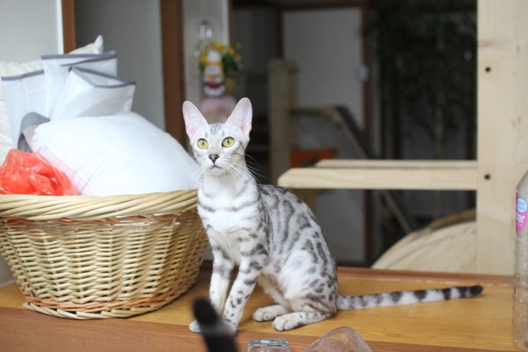 뱅갈고양이,뱅갈고양이 분양,미녀 뱅갈고양이들 입니다^^ 관련 이미지 6