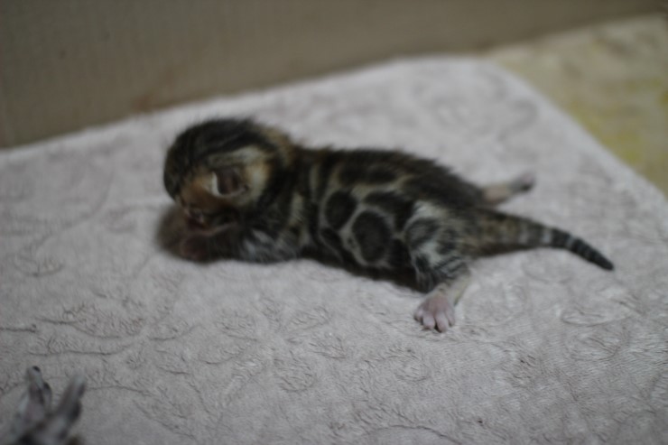 뱅갈고양이 자매 오늘 모습 입니다~ 관련 이미지 20