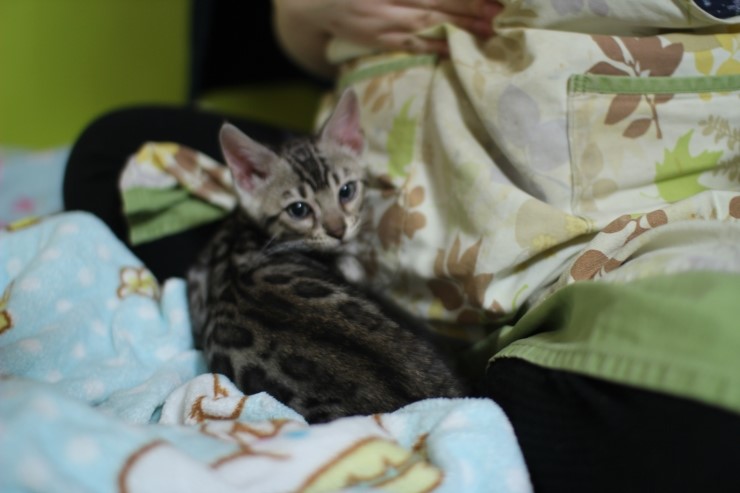 깡총깡총 실버 뱅갈고양이 남아 분양 관련 이미지 4