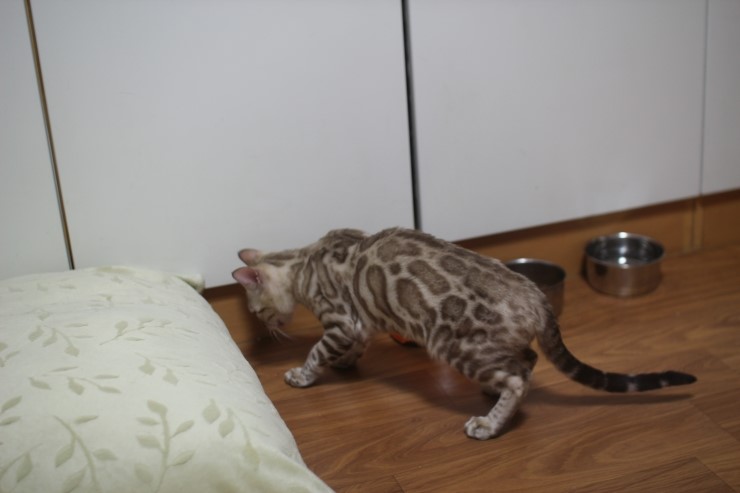 실밍크 뱅갈고양이 슈퍼히어로 적응완료 했습니다~ 관련 이미지 4