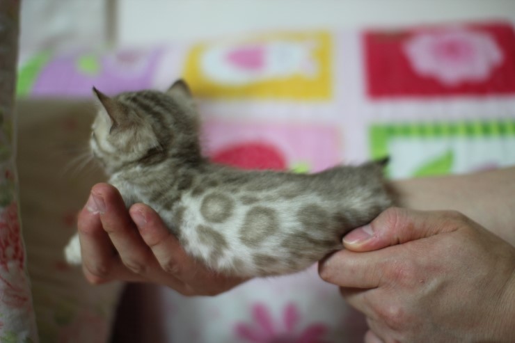 뱅갈고양이 분양 진정한 개냥이란? 관련 이미지 33