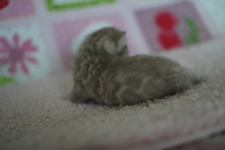 실밍크뱅갈고양이 곰돌이 남아예요 관련 이미지 10