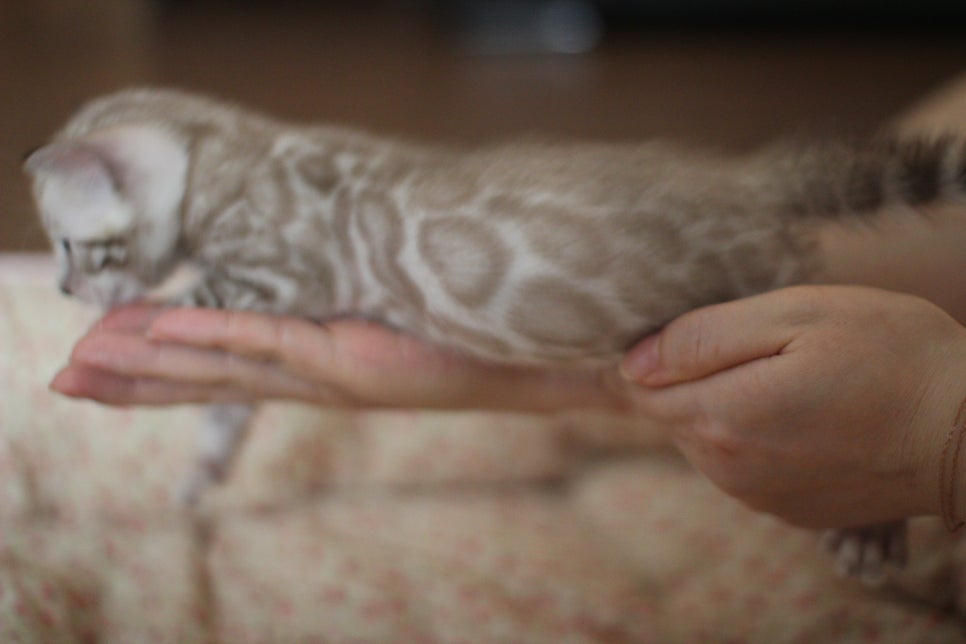 실밍크뱅갈고양이 남아도 많이 컸습니다...요 녀석은 오늘 처음 공개하네요! 관련 이미지 1