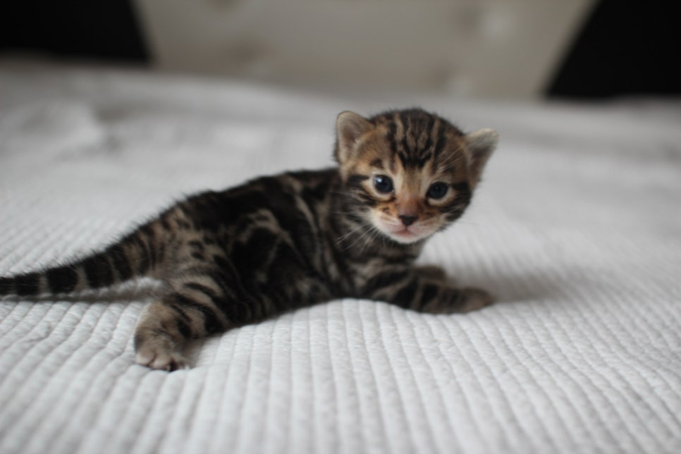 뱅갈고양이분양 고민하지 마세요! 관련 이미지 19