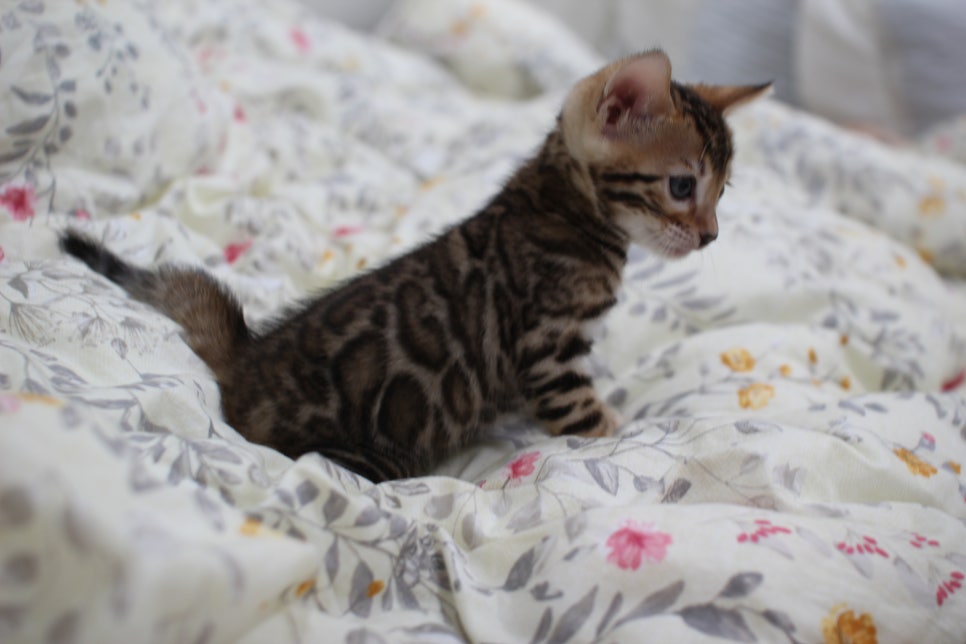 브라운 뱅갈고양이 자매 분양해요~ 관련 이미지 10