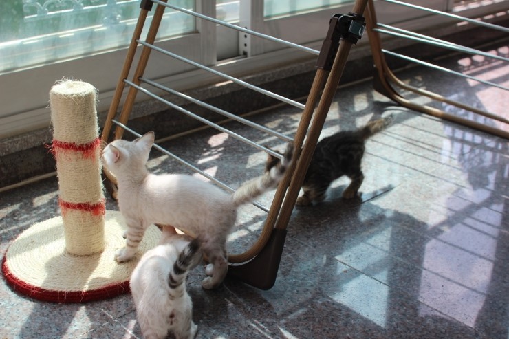 뱅갈고양이 꼬맹이들 일광욕 시간~ 관련 이미지 2