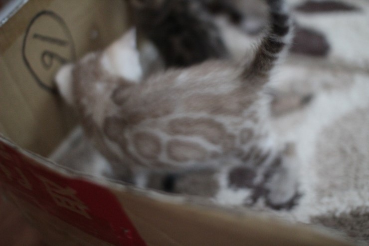 뱅갈고양이 6남매 꼬맹이들~ 관련 이미지 15